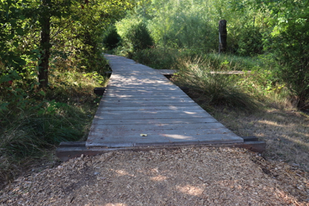 Bark-chip trail leads to boardwalk without railing and edge protection - it travels through wetlands